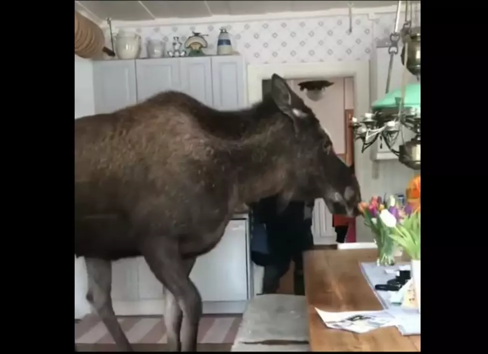 A Photo Gallery of Incredible Encounters With Moose