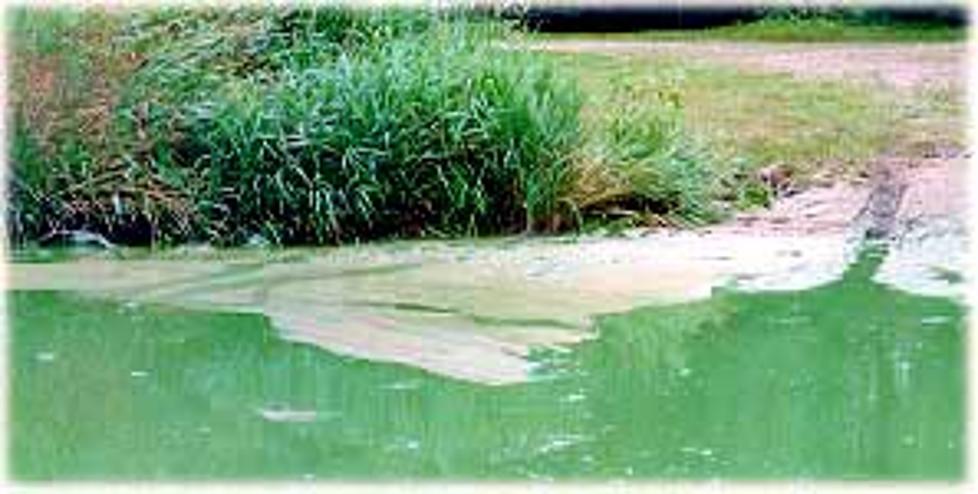 Green Algae In Hinkley Park Ponds Is Fatal To Dogs And Harmful To Humans