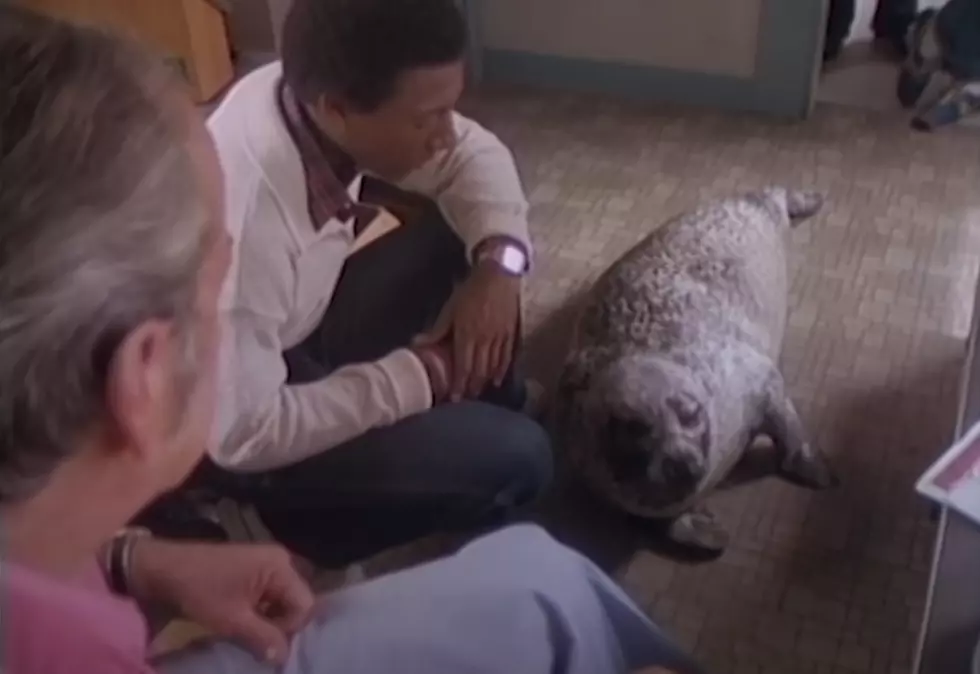 Classic Maine: Andre The Seal On NBC’s ‘Real People’ In The 80s