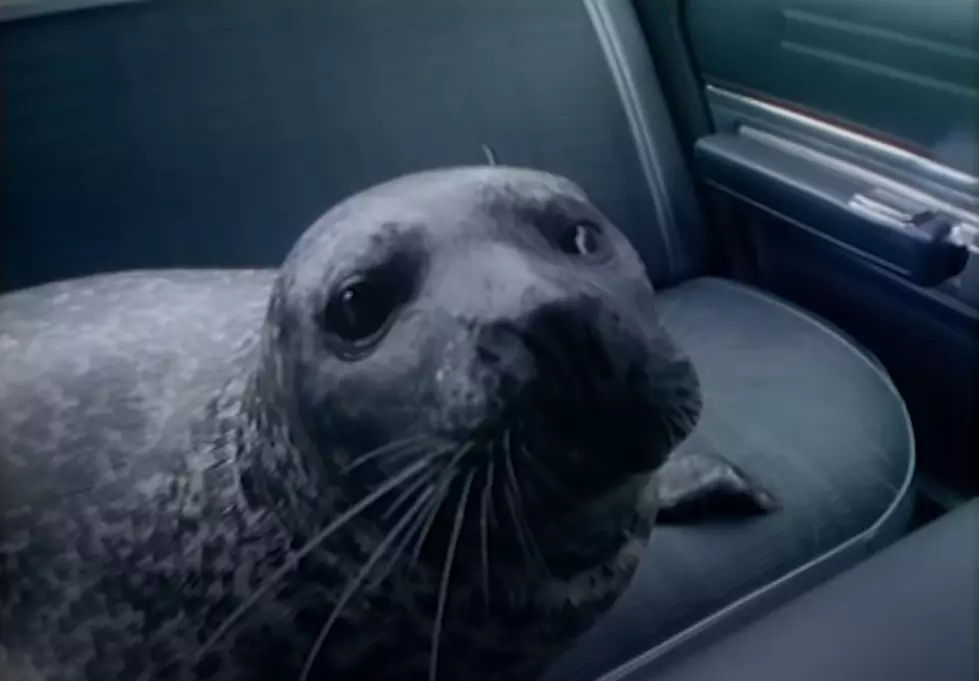 Classic Maine: Andre The Seal On NBC&#8217;s &#8216;Real People&#8217; In The 80s