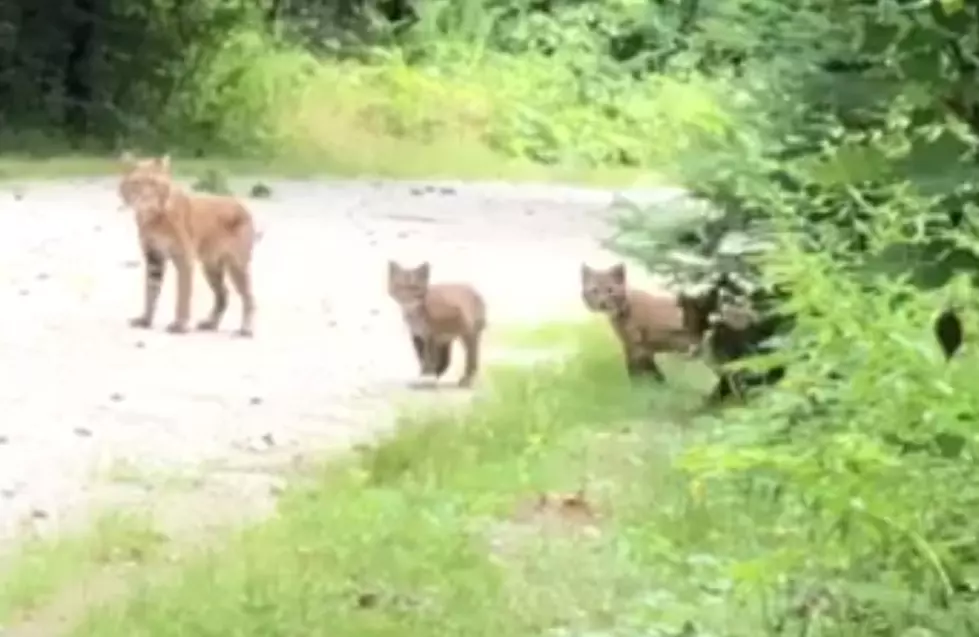 Wicked Cute Video Of Maine Bobcat Mom With Frolicking Babies