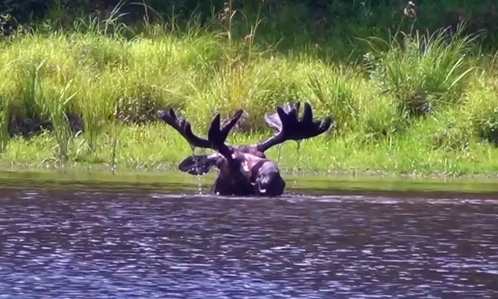 WATCH: This Maine Moose Likes To Go Under And Disappear