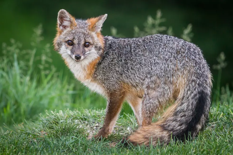 Maine Man Beats Back Foxes With Weed Whacker and Cane