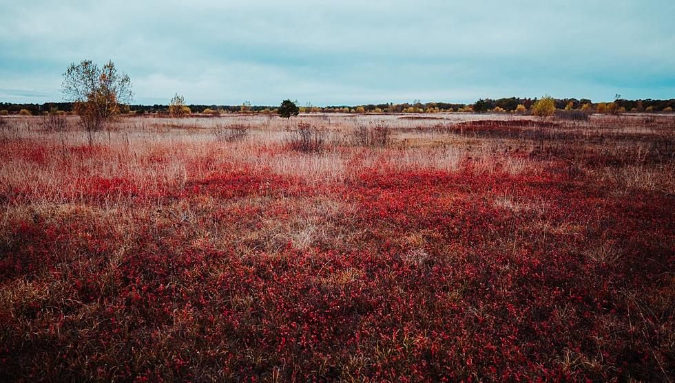 Did You Know Maine Blueberry Fields Turn Red In Autumn?