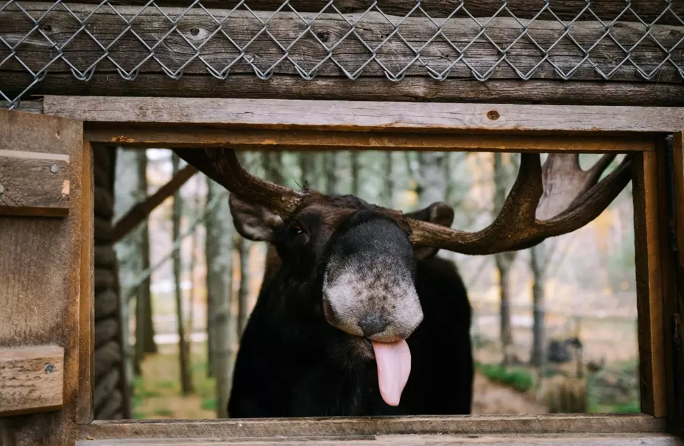 Maine Wildlife Park in Gray Closes for the Season Next Week