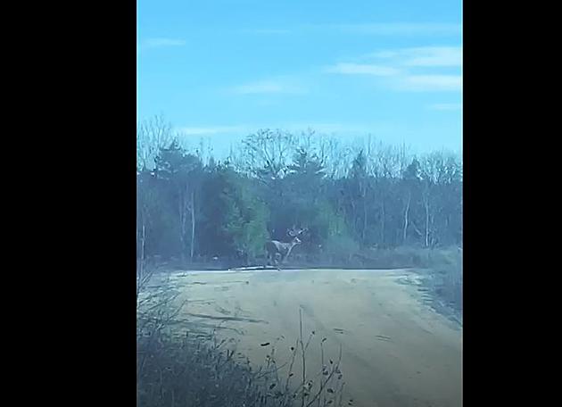 Hear the L/A Plow Guy Do His Play by Play With This Deer Chase