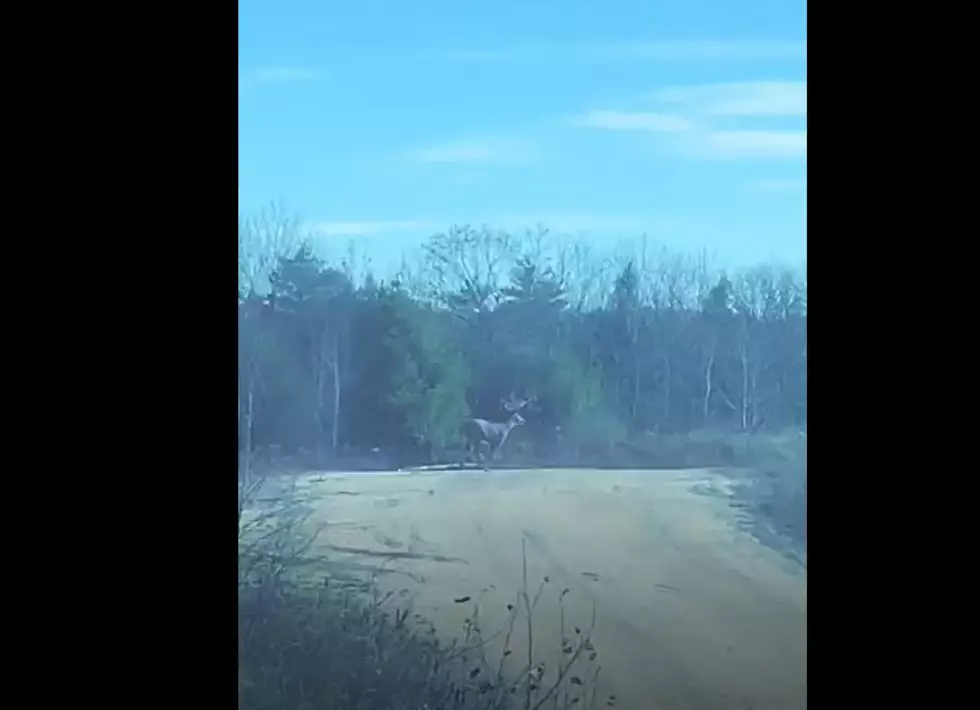 Hear the L/A Plow Guy Do His Play by Play With This Deer Chase