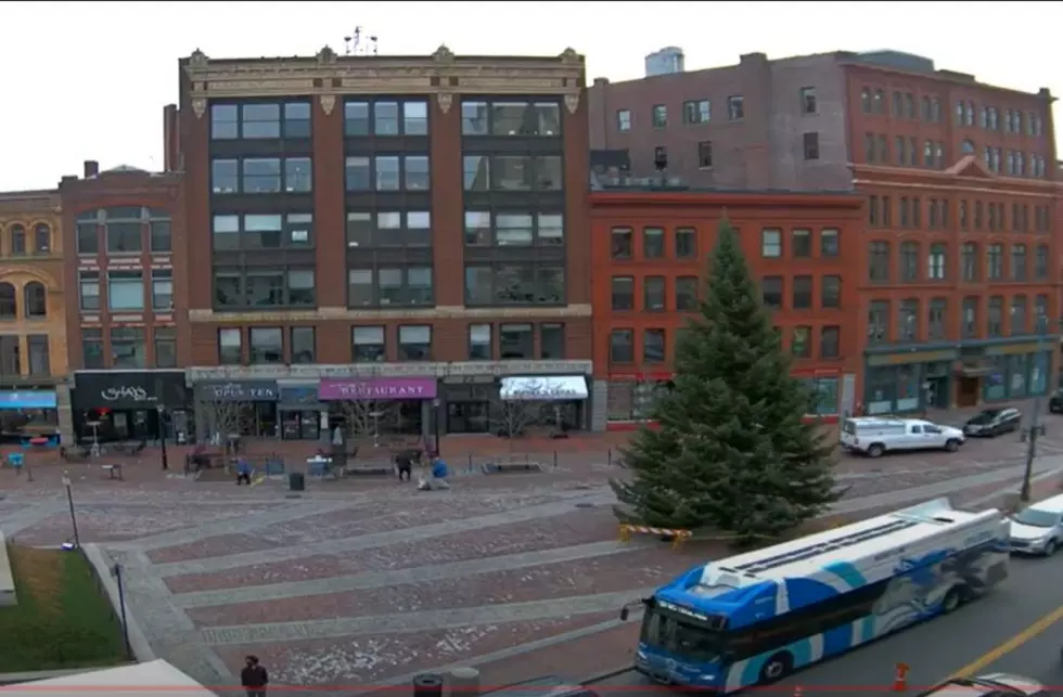 Watch the Portland Holiday Tree 24/7 with TREE CAM