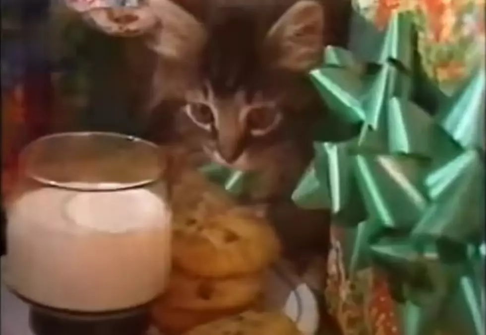 A Classic Maine Christmas Commercial With Kitties Takes Us Back