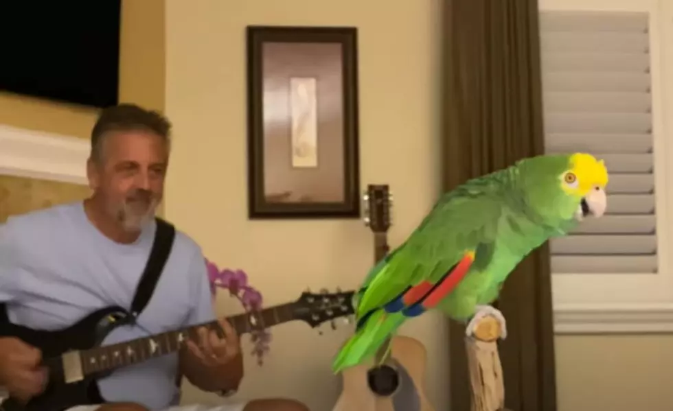 Mainers Seem To Really Like Tico The Parrot