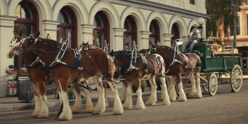 New England’s Sam Adams Beer Pokes Fun at Budweiser’s Clydesdales