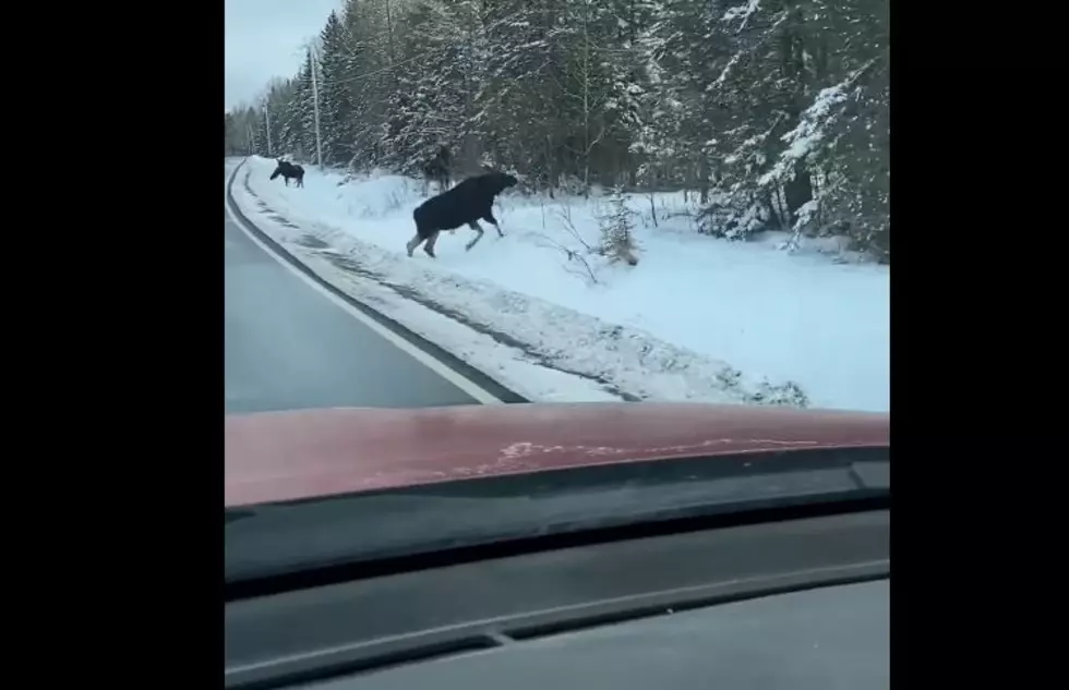 Check Out This Lovely Family of Maine Moose Going for a Walk