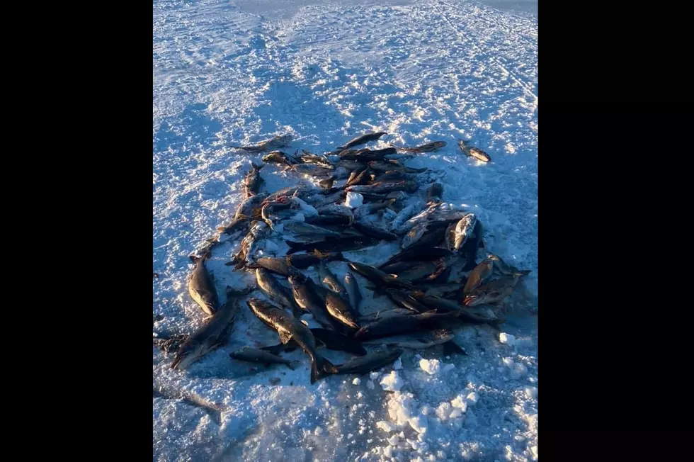 Piles Of Lake Trout Found Left Behind At Sebago Lake [VIDEO]