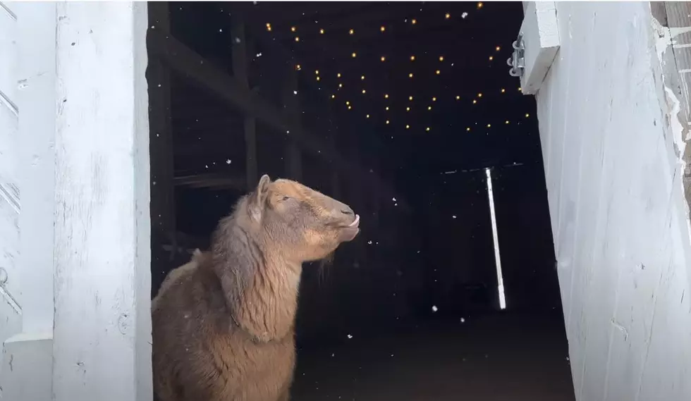 WATCH: Maine Goats Adorably Catch Snowflakes On Their Tongues