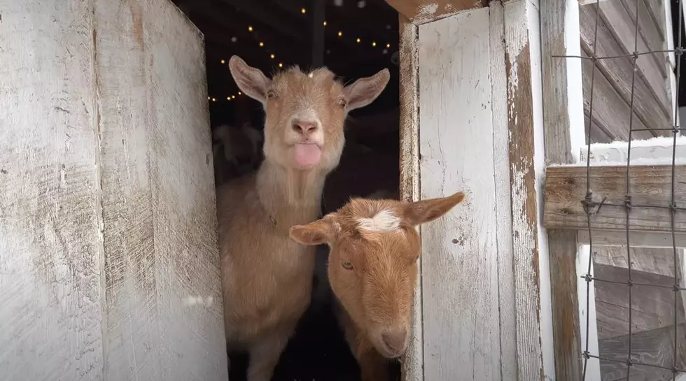WATCH: Maine Goats Adorably Catch Snowflakes On Their Tongues