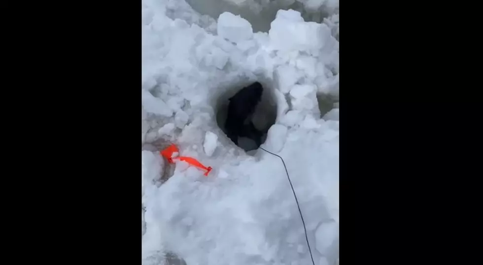 Wicked Cute: See A Mischievous Maine Otter In An Ice Fishing Hole
