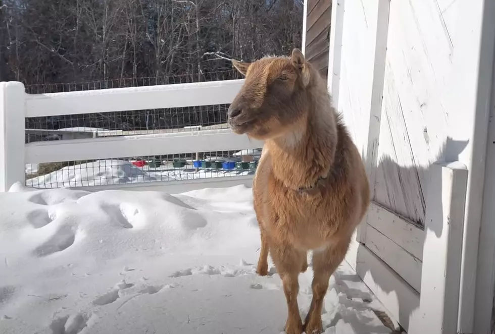 A New Maine Goat Video Is The Moment of Zen We Need Right Now