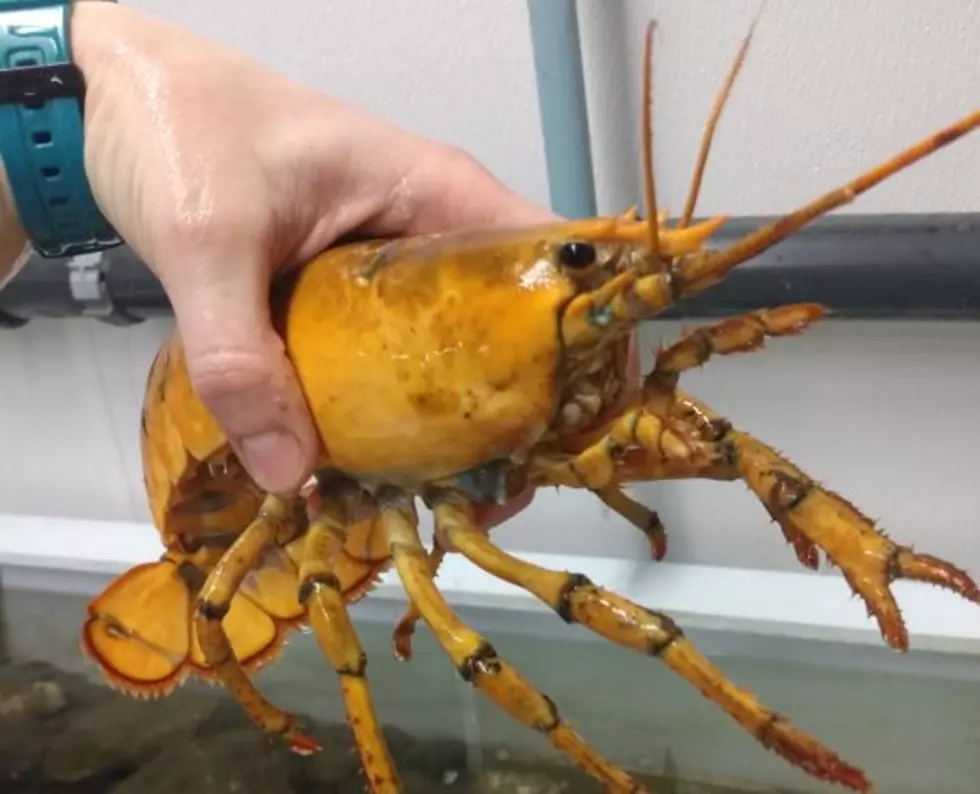 Meet UNE's New Rare Yellow Lobster 'Banana' in Biddeford, Maine