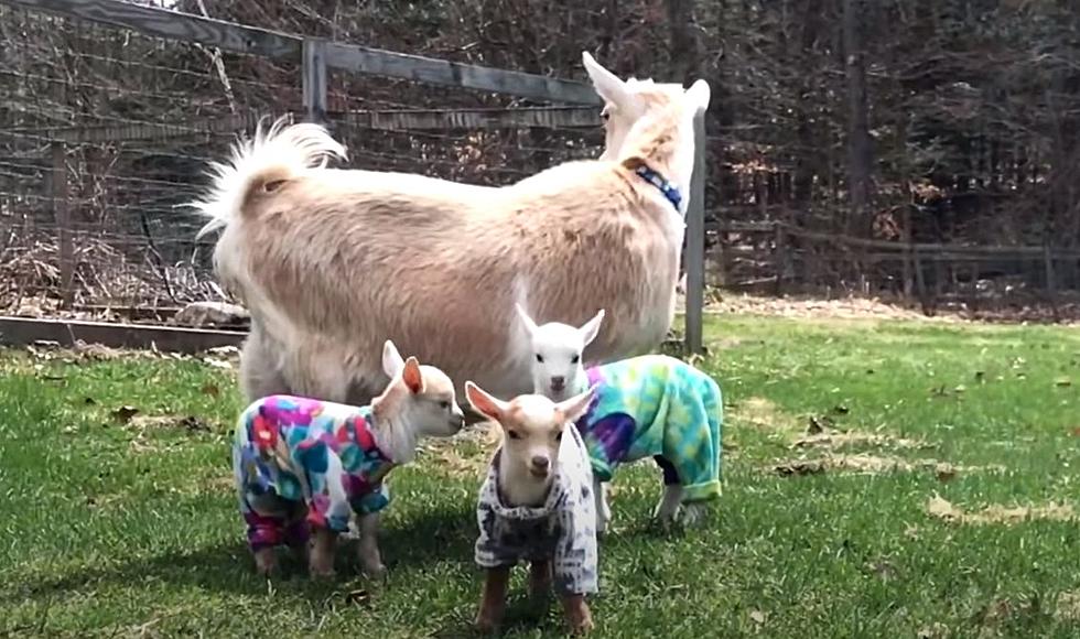 Now There’s An Adorable Maine Baby Goats In Pajamas Music Video