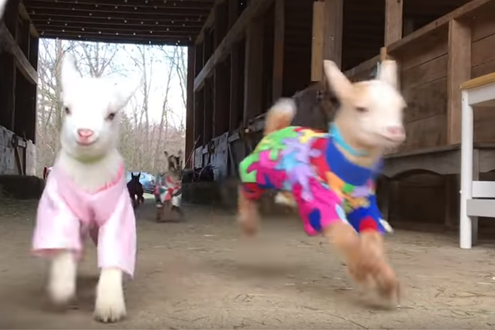 Now There&#8217;s An Adorable Maine Baby Goats In Pajamas Music Video