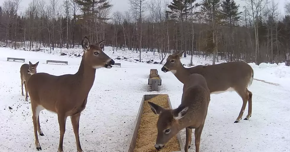 This Maine Food Pantry for Deer&#8217;s Live Cams Are Back for the Winter