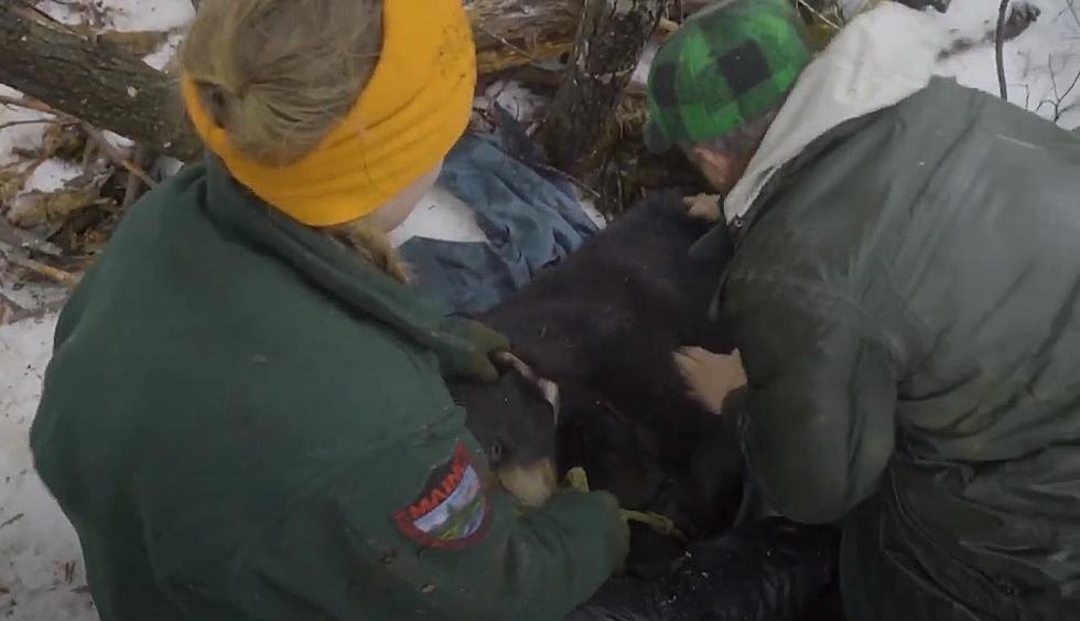 See Maine Black Bears Up Close In the Den With Teagan Wright