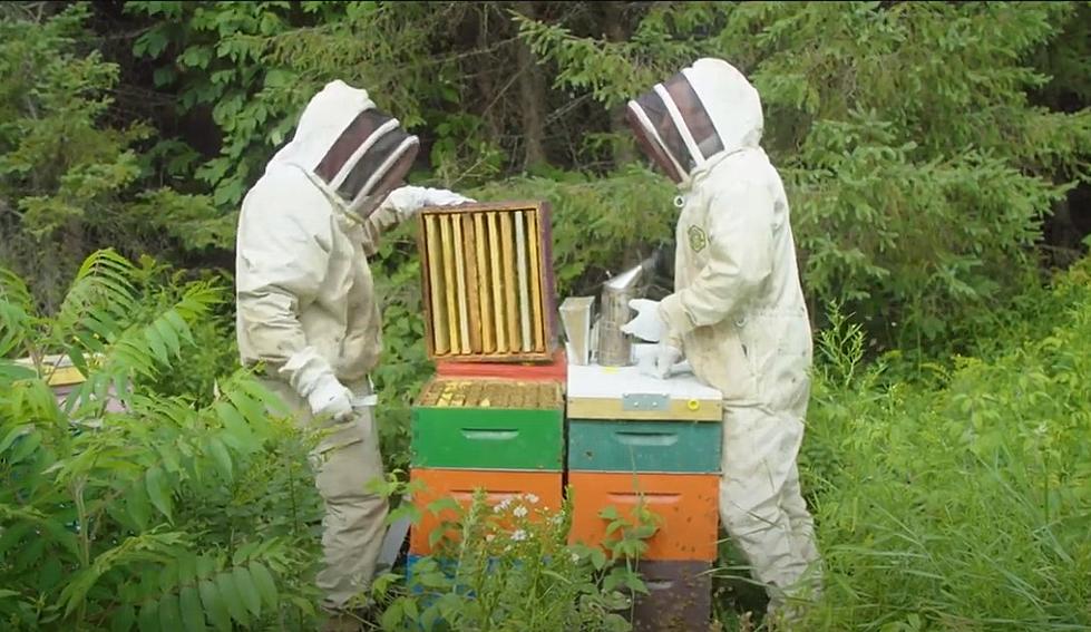 WATCH: Teagan Wright Shows Us How Honey Is Made In Maine