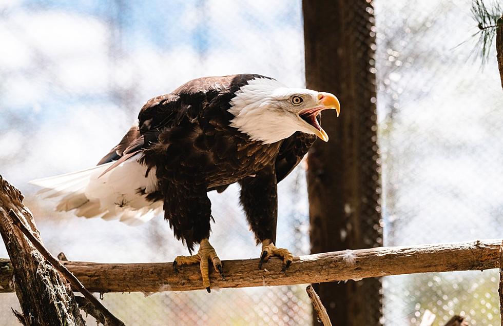 Maine Wildlife Park In Gray Reopens On Thursday April 15