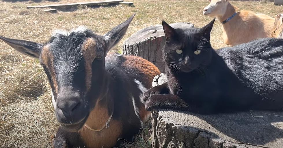 Protective Cat Watches Over Expectant Goat Mamas In Maine