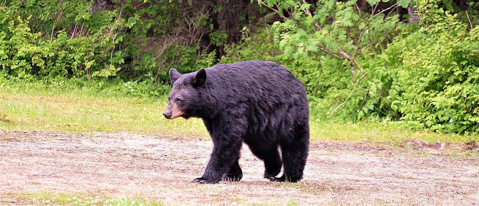 Maine Black Bears Are Awake-Here&#8217;s How To Keep Them Out of Your Yard