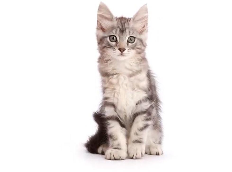 Do You Know Why They&#8217;re Called &#8220;Maine&#8221; Coon Cats? A Wicked Furry Tale