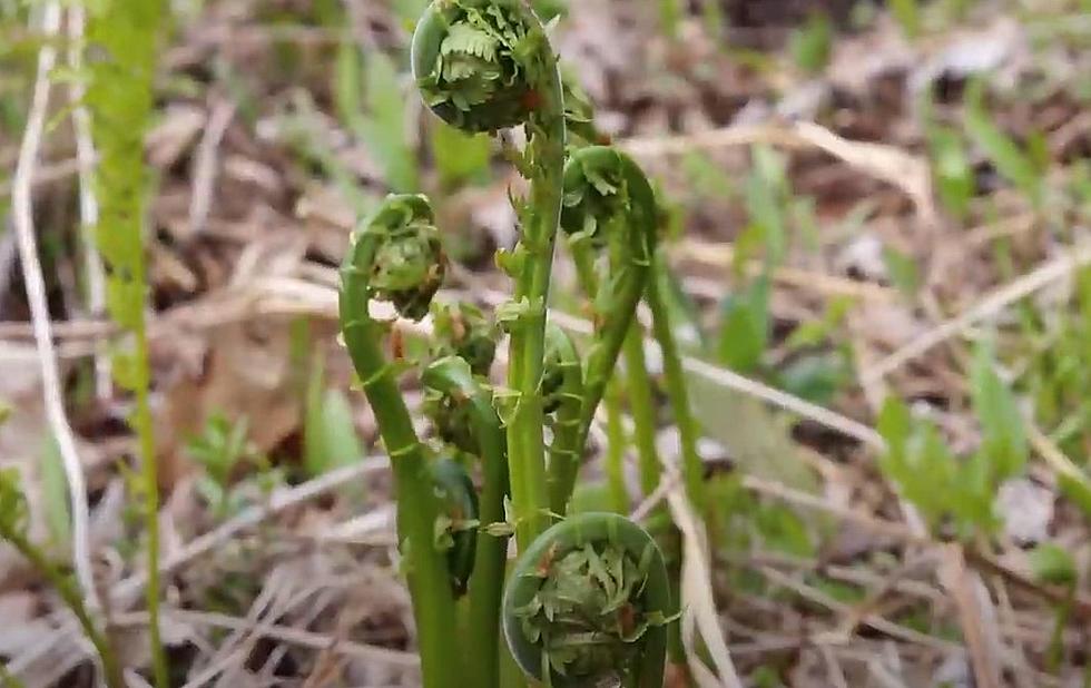 Watch Fascinating Video About Maine Fiddleheadin&#8217; Pros
