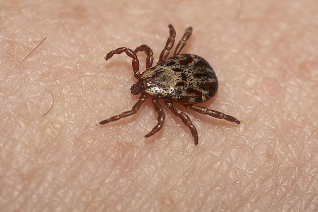 Ewwww! How To Tell The Difference Between a Dog Tick and a Dangerous Maine Deer Tick