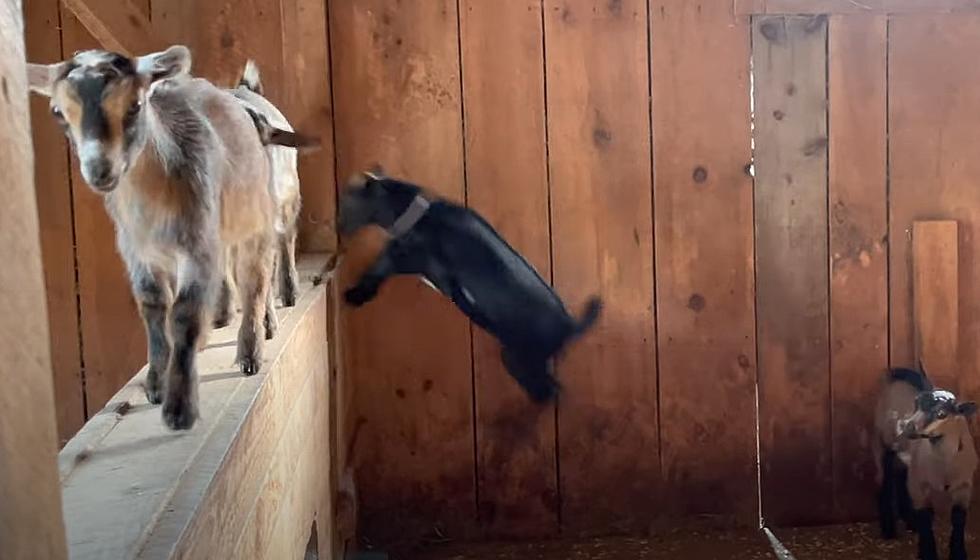 You Gotta See The New Skills Of These Silly Baby Goats From Maine