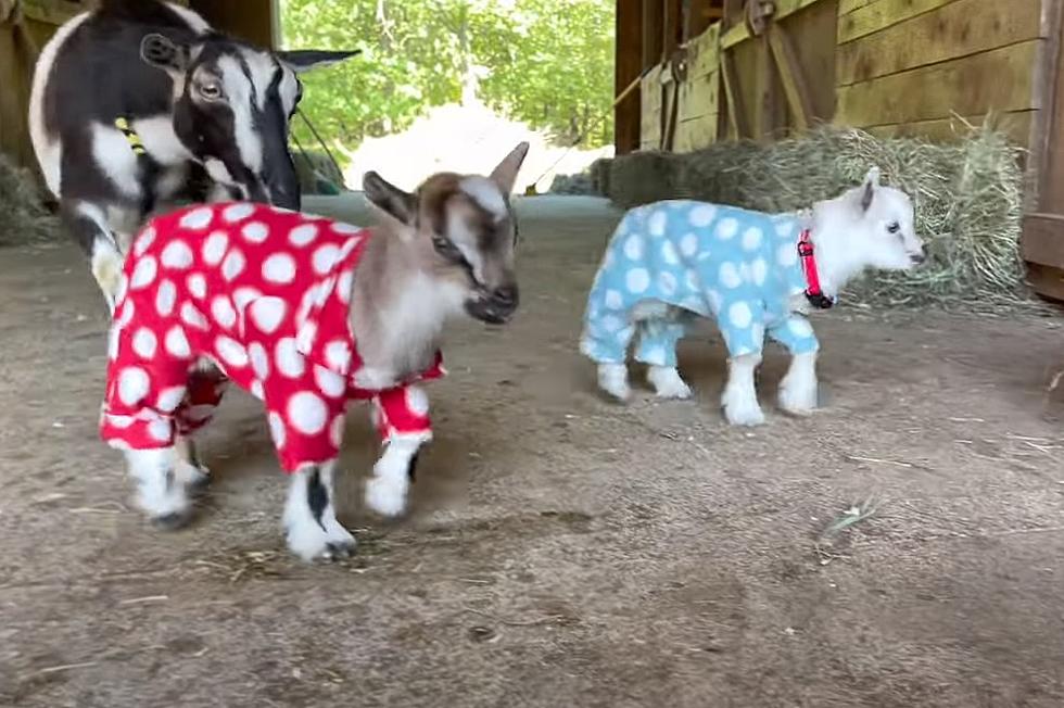 Maine Newborn Twin Goats In Pajamas Will Slay You With Cuteness