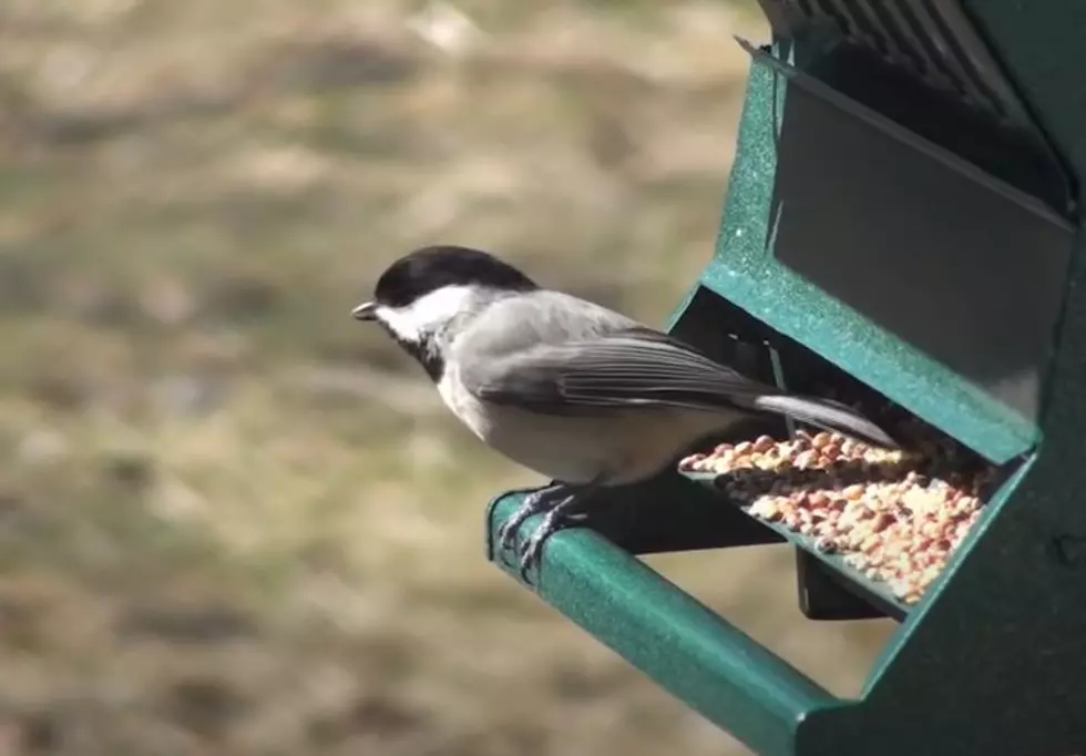 The Most Commonly Seen Bird in Maine? It&#8217;s Not the Chickadee