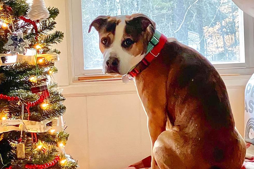 Sweet Older Maine Dog Looking for His Forever Home This Christmas