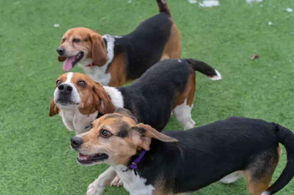 Animal Refuge League via Facebook