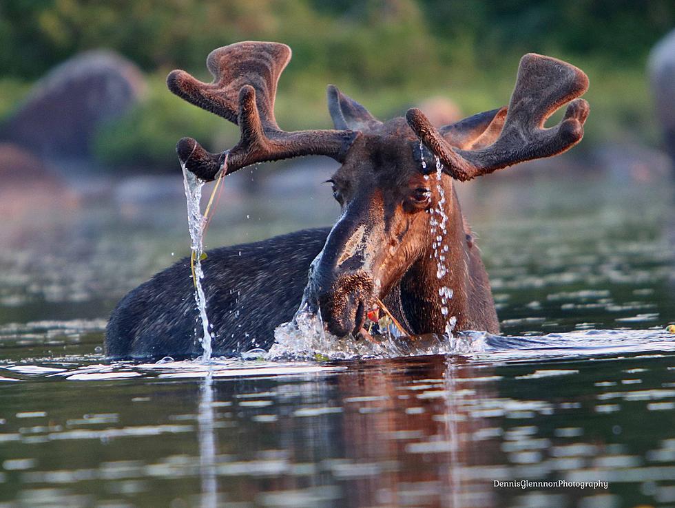 Professional Photographer Captures Stunning Photos of Moose in Northwestern Maine