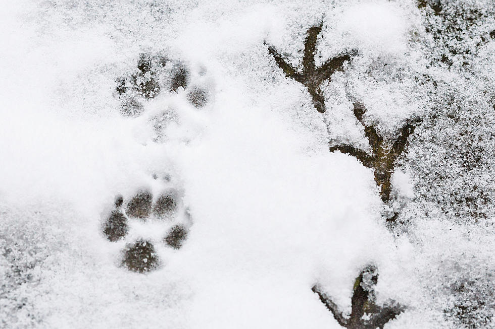 A Handy Guide to Help You Figure Out Maine Animal Tracks in Snow