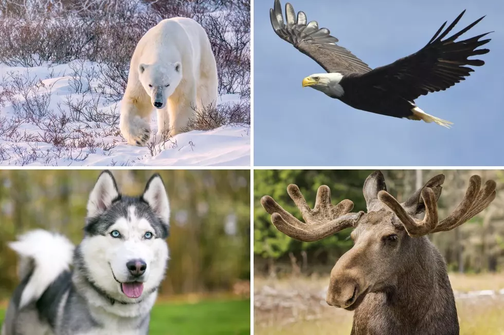 We Ranked the Mascots of All the Maine Colleges and Universities