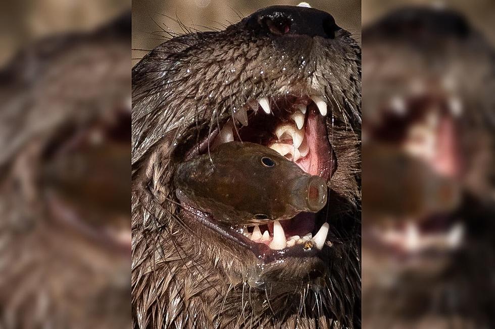 Maine Man Captures Otters in Incredible Moments of Nature