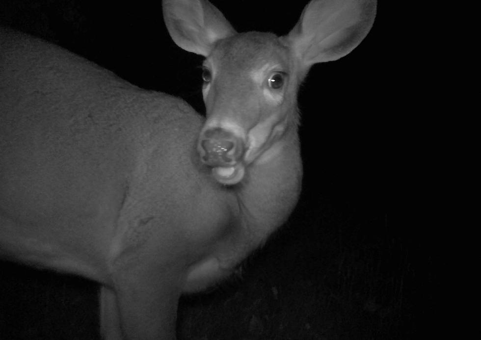 Check Out the Beauty of Maine&#8217;s Wildlife Through Trail Cam Images