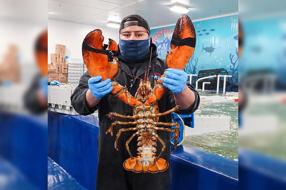 This Dinosaur-Sized New England Lobster Makes Me Wonder What Else is Lurking Below