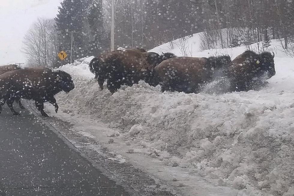 Herd of Bison Amazingly Seen Rolling Down the Street in Maine