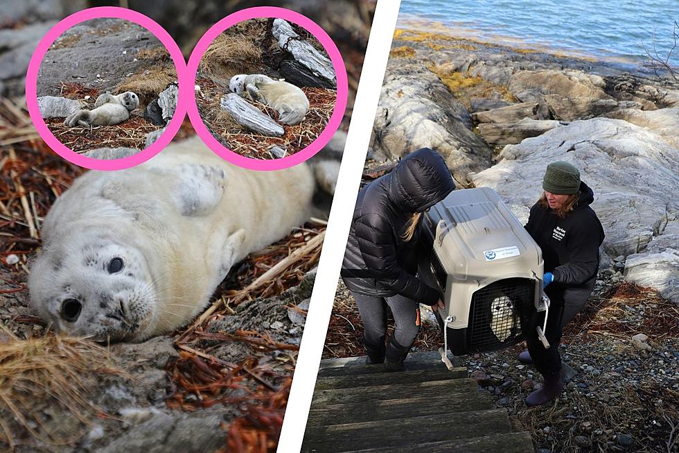 Maine Organization Helps Rescue Adorable Abandoned Seal Pup Only a Few Days Old