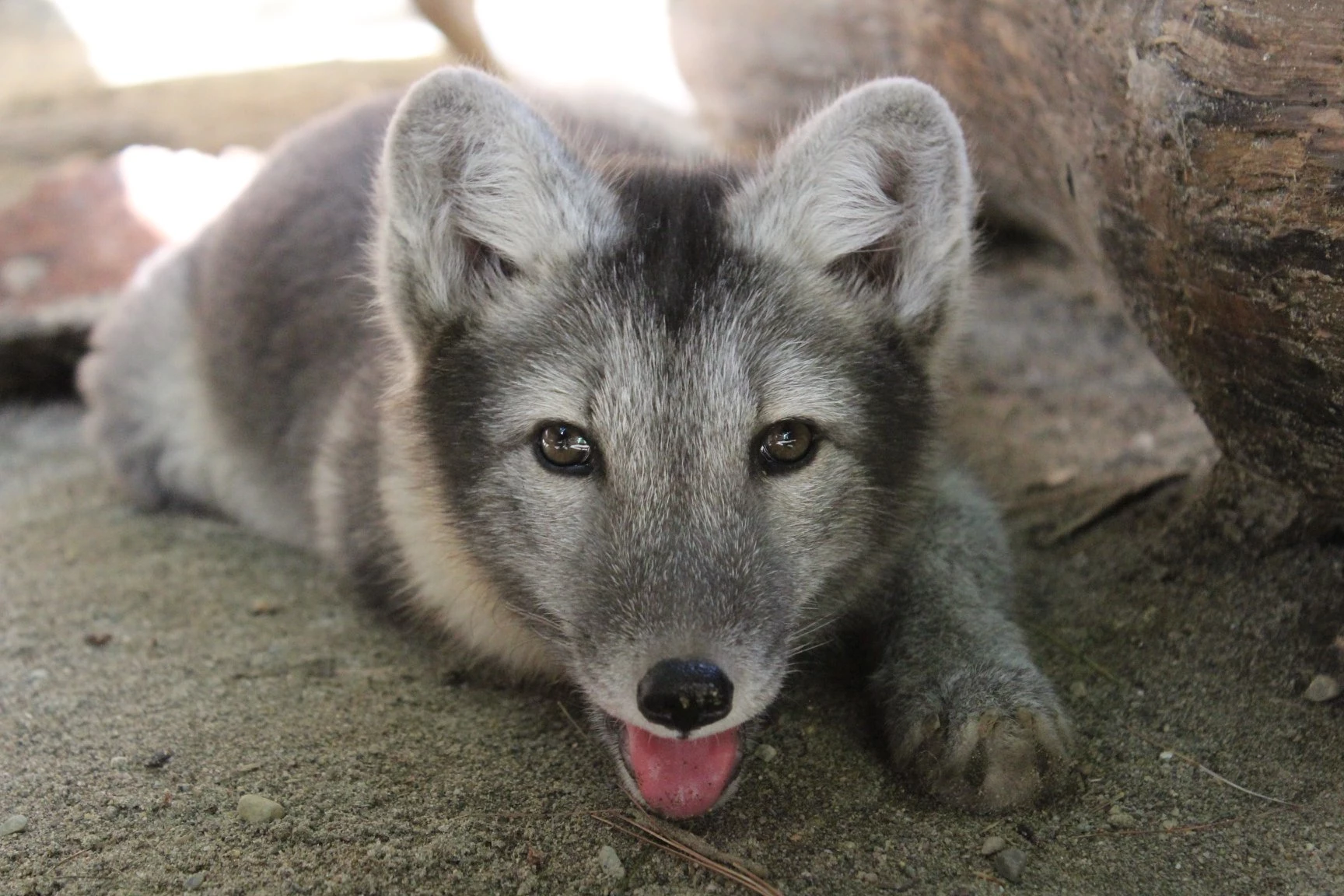 Lions, Tigers, and Bears: This Maine 'Zoo' is Open for 2022