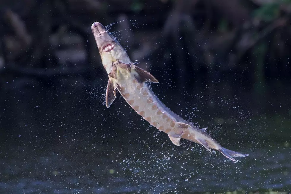 Watch in Awe as Fish Leap Out of the Water in This Topsham, Maine