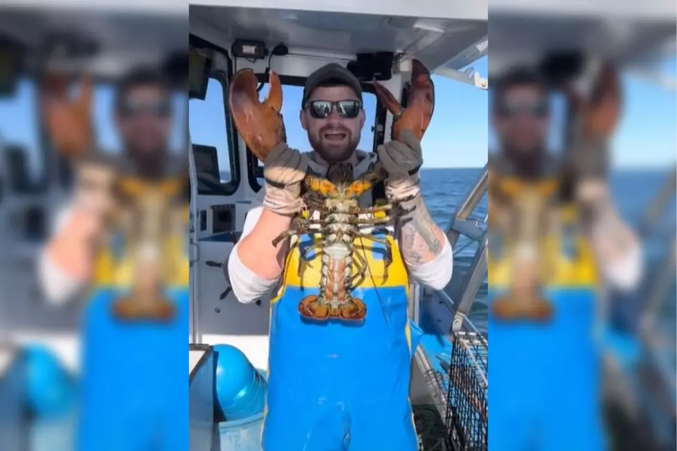 Immensely Large and Old Lobster Caught off the Coast of Maine