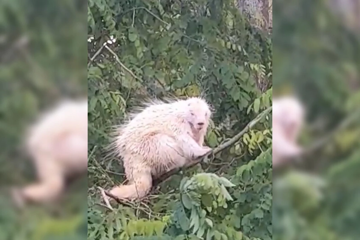 A mysterious ball of white fluff identified as a rare albino porcupine